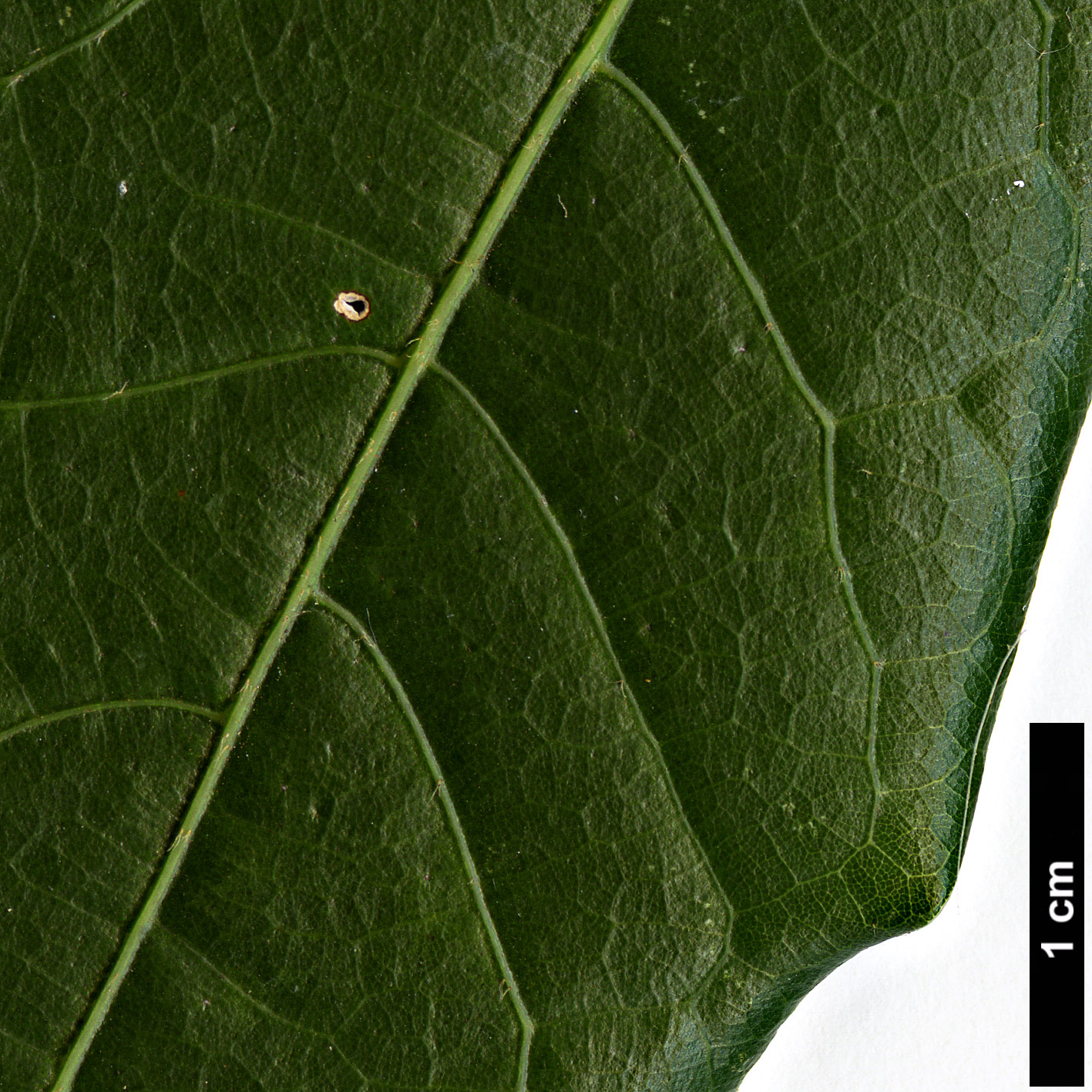 High resolution image: Family: Fagaceae - Genus: Quercus - Taxon: copeyensis